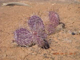 47 6um. Brown's Rim - Cateract Canyon area cactus
