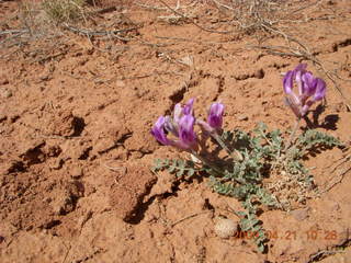 87 6um. Fry Canyon (UT74) - purple flowers