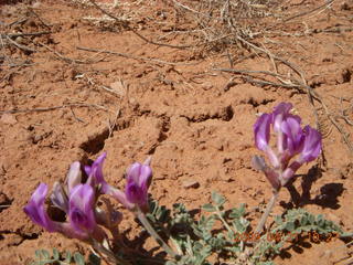 88 6um. Fry Canyon (UT74) - purple flowers