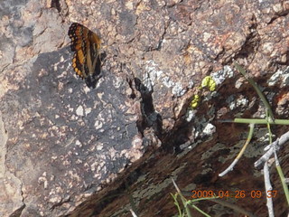 39 6us. butterfly at summit on Sunrise hike with Beth