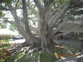 amazing tree at Fairmount Hotel in Santa Monical