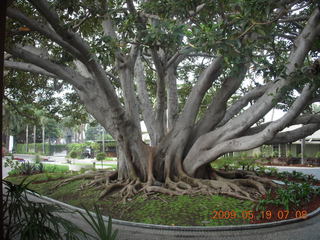 huge multi-trunk tree at Fairmount Hotel in Santa Monica