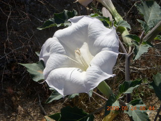 Bagdad Airport (E51) run - pretty white flower