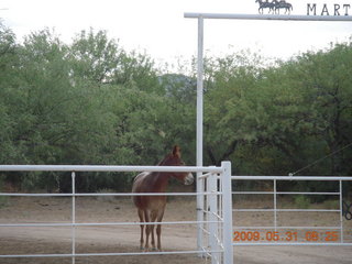 Superior Airport (E81) run - horse
