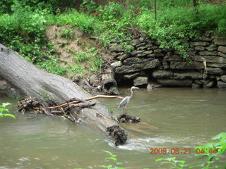 Pennypack Park run - some kind of heron