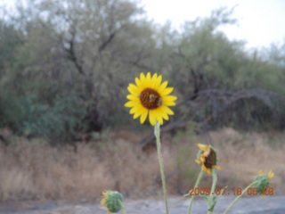 Elephant Mountain hike - sunflower