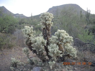 Elephant Mountain hike - cholla
