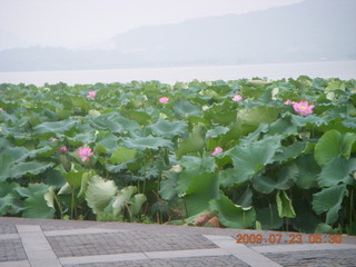 11 6xp. China eclipse - Hangzhou run - lotuses