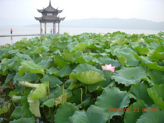 28 6xp. China eclipse - Hangzhou run - lotuses