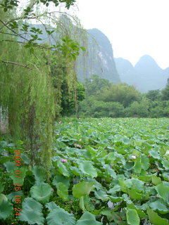 19 6xr. China eclipse - Yangshuo run - lotuses and mountains