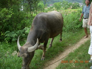 160 6xr. China eclipse - Yangshuo bicycle ride - walk to farm village - water buffalo
