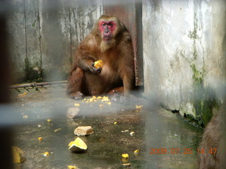 254 6xr. China eclipse - Guilin SevenStar park - monkey zoo