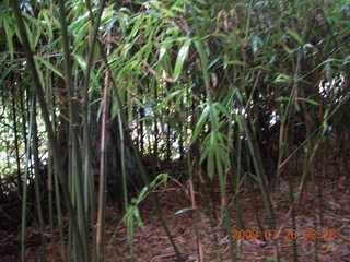 21 6xs. China eclipse - Guilin - Elephant Rock - bamboo trees