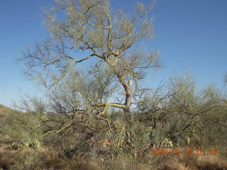 Superior Airport (E81) run - horse