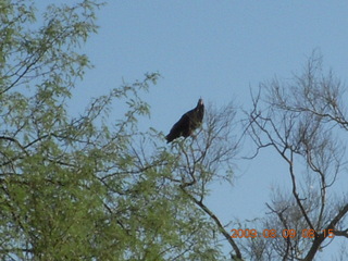 Superior Airport (E81) run - moon over trees