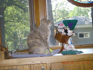 Birds window ornaments - cat Sylvia