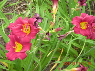 Japanese Garden - flowers