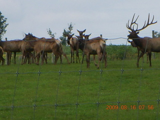 Kevin's place in Welch, Minnesota, run - elk