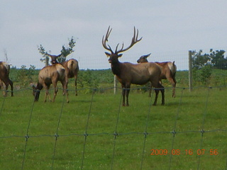 Kevin's place in Welch, Minnesota, run - elk