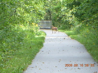 Kevin's place in Welch, Minnesota, run - deer