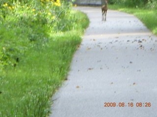 Kevin's place in Welch, Minnesota, run - deer