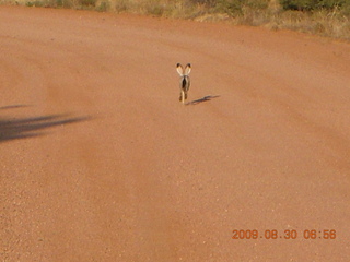 Payson Airport (PAN) run - big hare rabbit