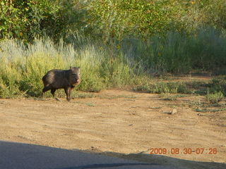 Payson Airport (PAN) run - javalena