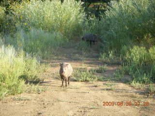 Payson Airport (PAN) run - big hare rabbit