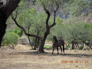 horse near Superior Airport (E81)