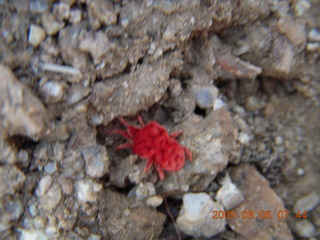 MSC Sunrise trail hike - cute little red spider
