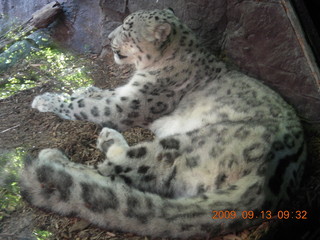 Philadelphia Zoo - snow leopard