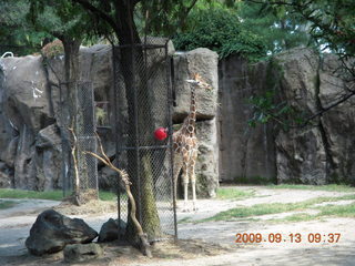Philadelphia Zoo - otter