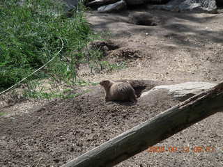 Philadelphia Zoo - prairie dog
