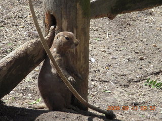 Philadelphia Zoo - osterich