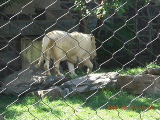 Philadelphia Zoo - monkey