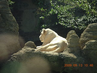 Philadelphia Zoo - lioness