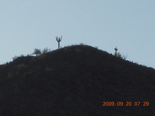 cactus on mountain top