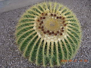 Tucson Airport (TUS) giant barrel cactus