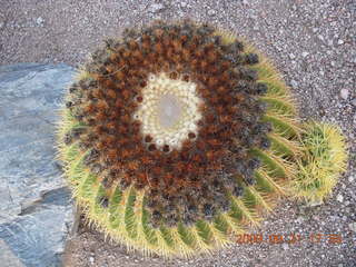 barrel cactus at Tucson