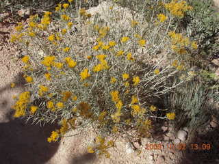 179 702. Bryce Canyon amphitheater hike - yellow flowers