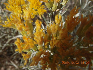 180 702. Bryce Canyon amphitheater hike - yellow flowers