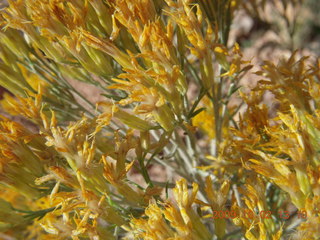 Bryce Canyon amphitheater hike - yellow flowers