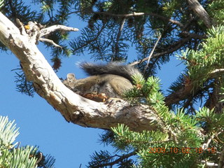 213 702. Bryce Canyon - squirrel