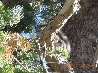 Bryce Canyon - squirrel