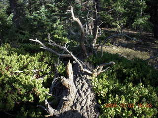 219 702. Bryce Canyon - twisted tree