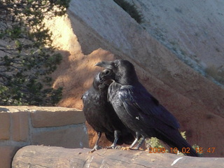 223 702. Bryce Canyon - two ravens