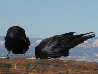 224 702. Bryce Canyon - two ravens