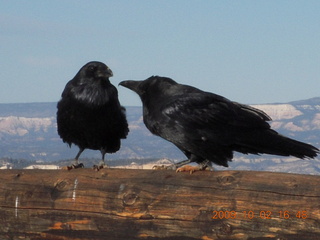 225 702. Bryce Canyon - two ravens