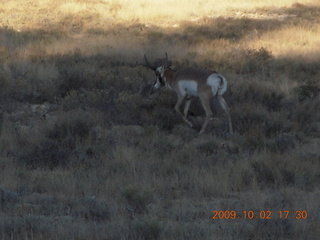 228 702. Bryce Canyon - deer