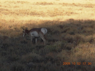 Bryce Canyon - deer